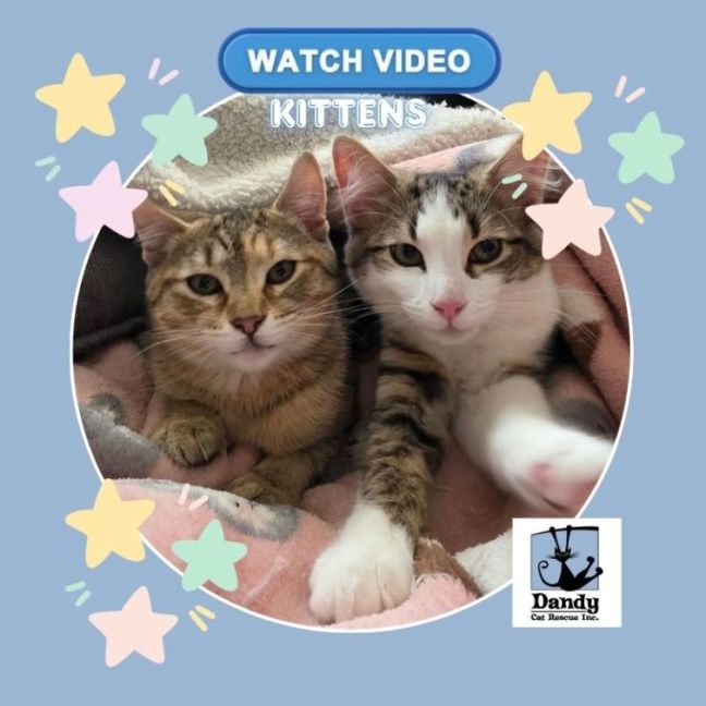 Photo of Amber & Tiger ^^Dandy Cat Rescue^^
