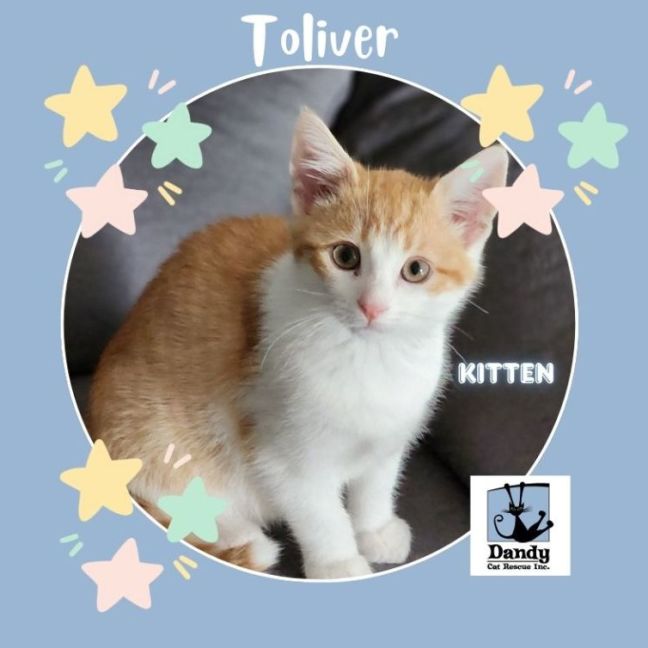 Photo of Toliver ^^Dandy Cat Rescue^^