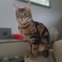 Photo of Milo (Located In Werribee)