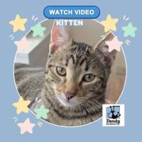 Photo of Woody ^^Dandy Cat Rescue^^