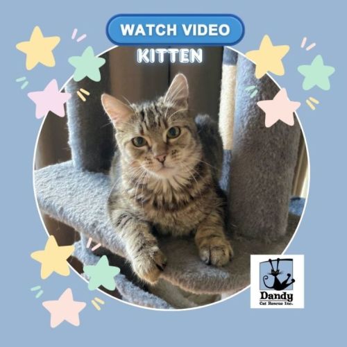 Lydia ^^Dandy Cat Rescue^^ - Domestic Short Hair (DSH) Cat