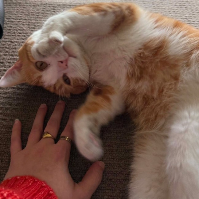 Photo of Toby