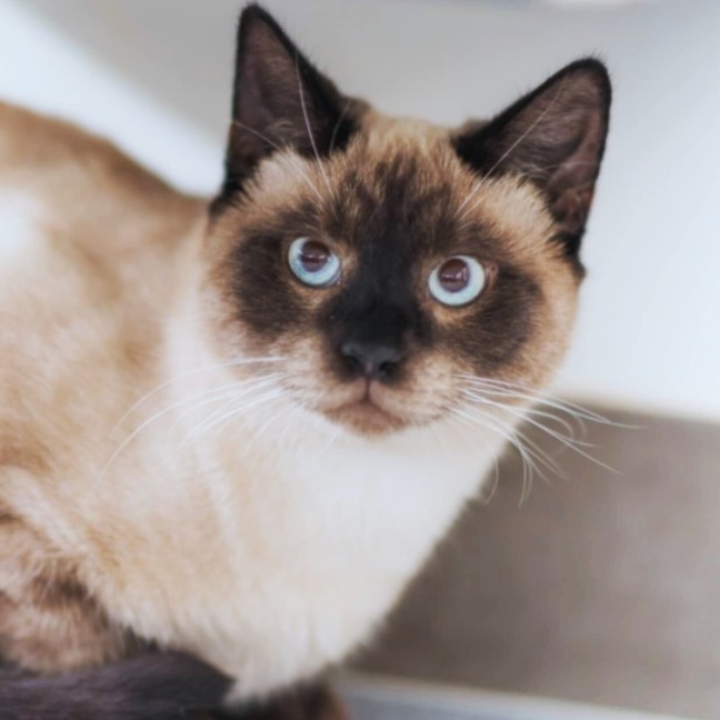 Photo of Levi ^^Dandy Cat Rescue^^