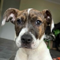Photo of Delilah 