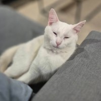 Photo of Goji