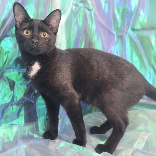 Zachery  - Domestic Short Hair (DSH) Cat