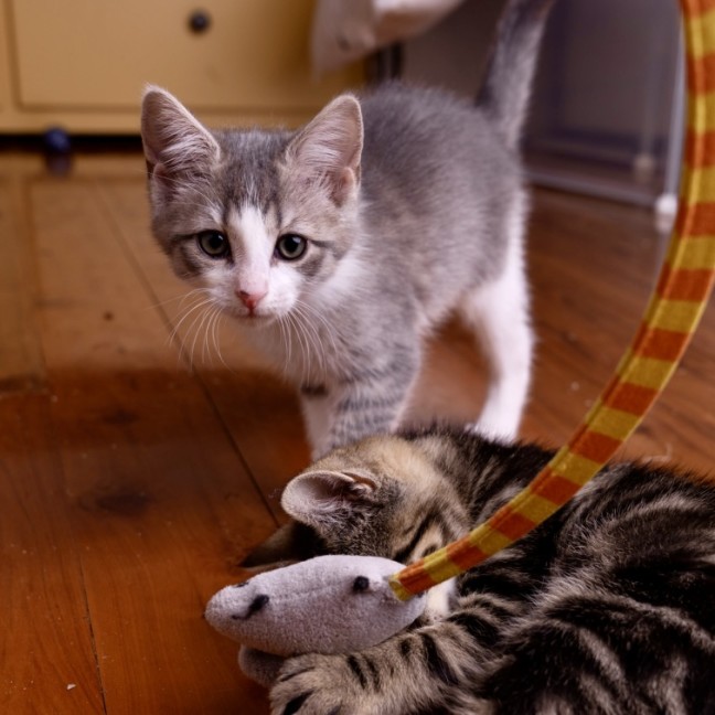 Photo of Superintendent Chalmers