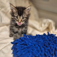 Photo of Tiger