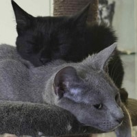 Photo of Skye 🦋🐈🐾