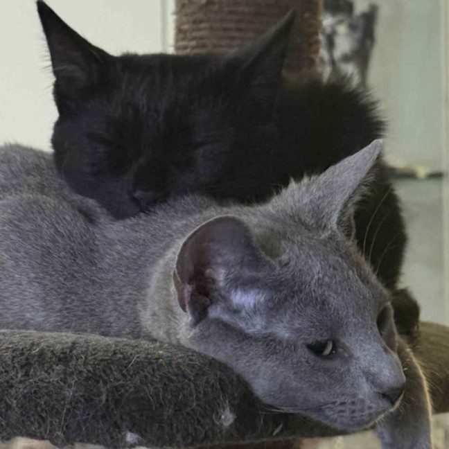 Photo of Skye 🦋🐈🐾