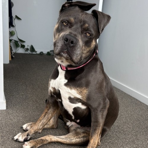 Tozzo - Staffordshire Bull Terrier Dog