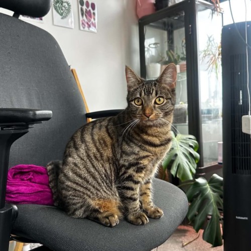 Soup - Domestic Short Hair (DSH) Cat