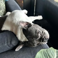 Photo of Dolly 