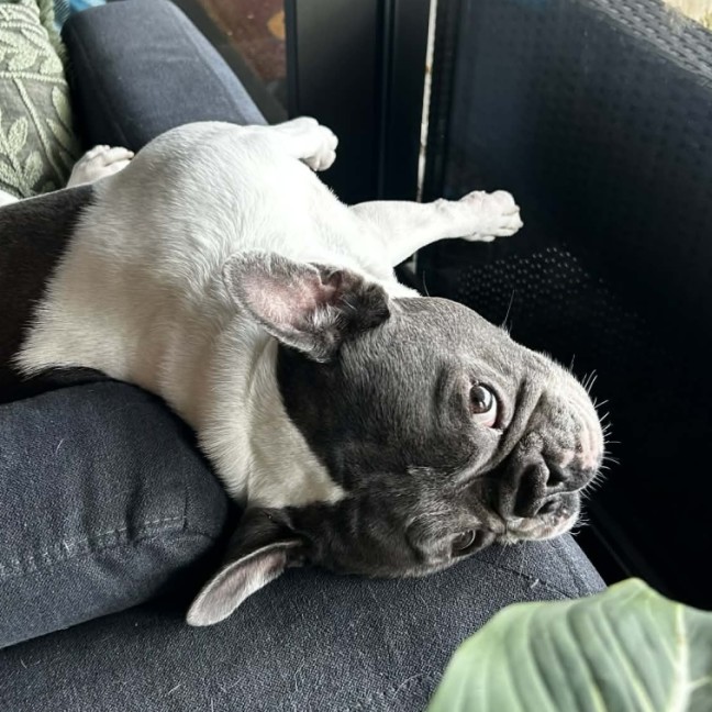 Photo of Dolly 