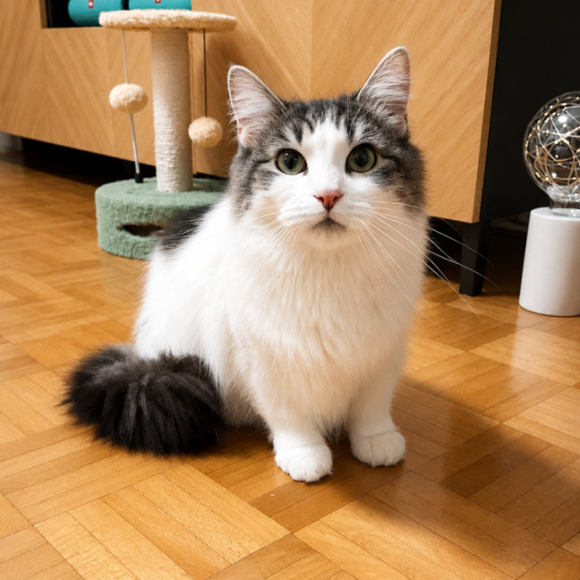 Photo of Bella