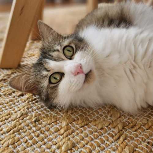 Mochi 🌹🌹 - Domestic Medium Hair (DMH) Cat