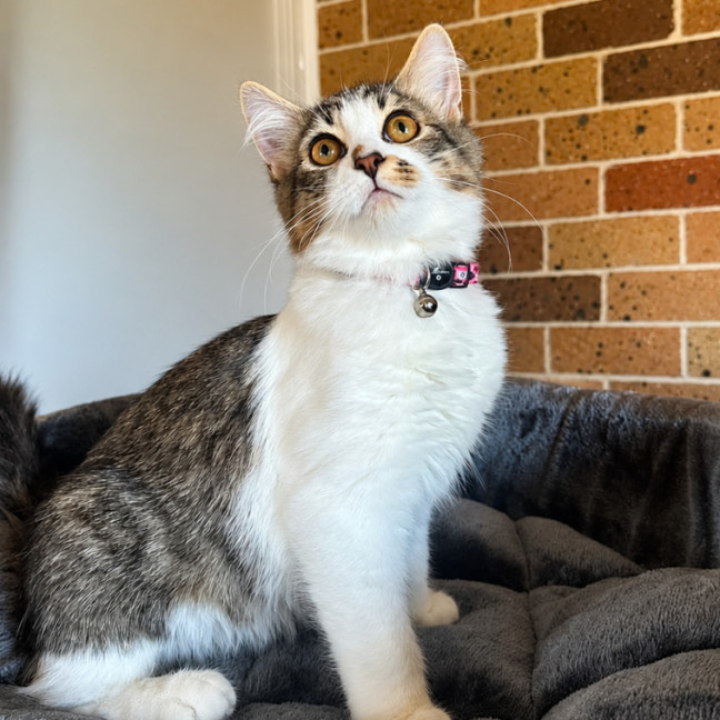 Photo of Cheerio