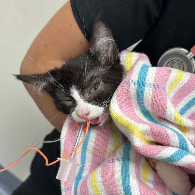 Photo of Tayra The Tiny Tripod Tuxie