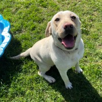 Photo of Nala