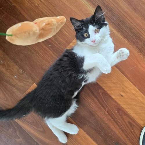 Fantasma - Domestic Short Hair (DSH) Cat