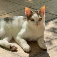 Photo of Snickers