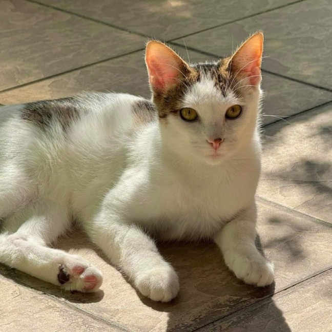 Photo of Snickers