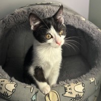 Photo of Squeaky Girl