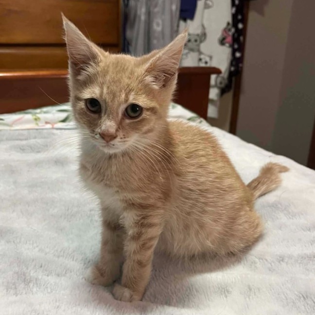 Photo of Forest  **2nd Chance Cat Rescue **