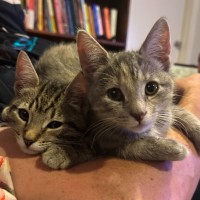 Photo of Enna **2nd Chance Cat Rescue**