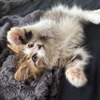 Photo of Biscuit