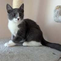 Photo of Bamm Bamm Flintstone