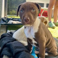 Photo of D1176 Cinnamon