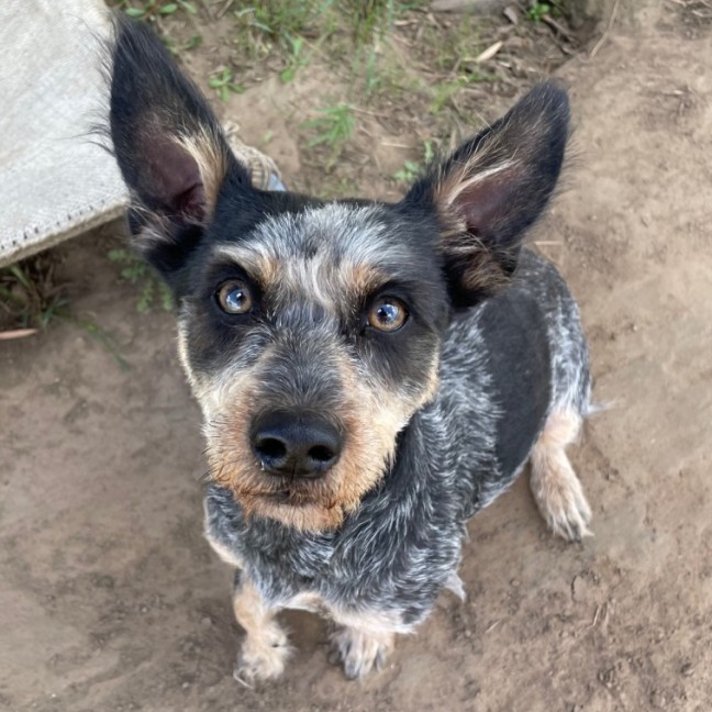 Photo of Muppet