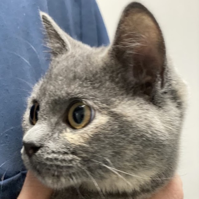 Photo of Puddles