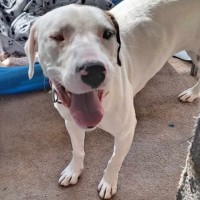 Photo of Cleo *Pet Of The Week*
