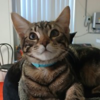 Photo of Simba