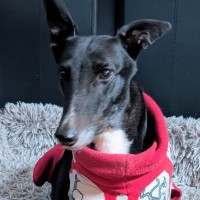 Photo of Bonnie, The Greyhound