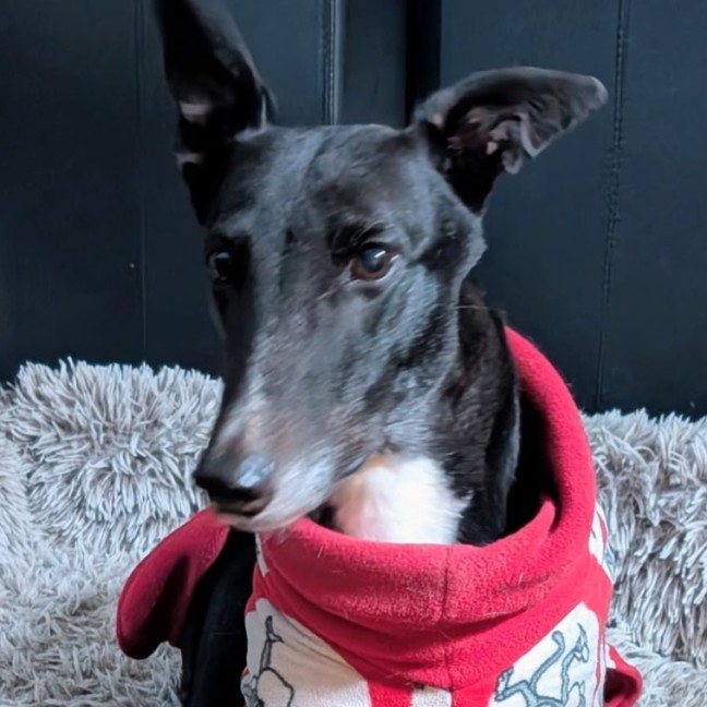 Photo of Bonnie, The Greyhound
