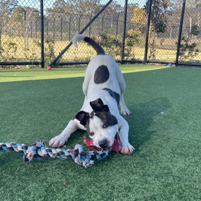 Photo of Iggle Piggle Imp 1690