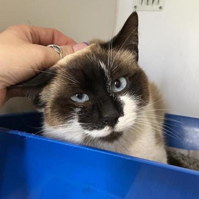 Photo of Tulip 