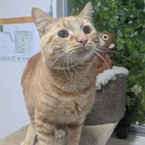 🕯️ Tootsweet 7401 🕯️ - Domestic Short Hair (DSH) Cat