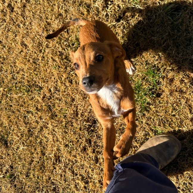 Photo of Toffee