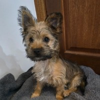 Photo of Toby