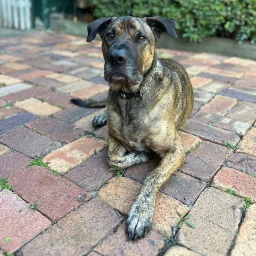 Toro *$250 Adoption Fee* - Australian Cattle Dog x American Staffordshire Terrier Dog