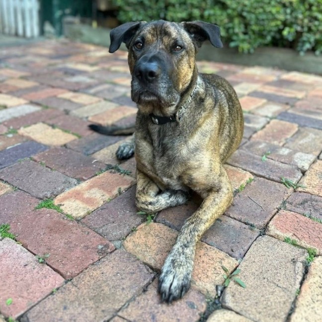 Photo of Toro *$250 Adoption Fee*