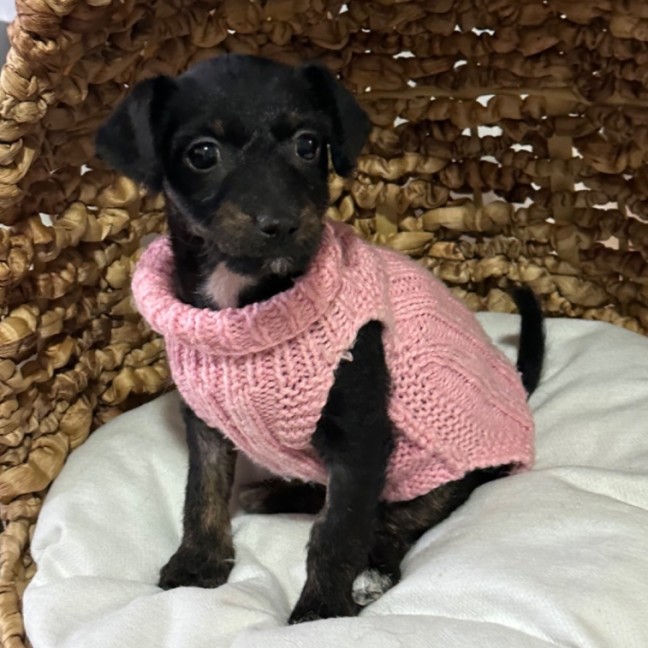 Photo of Millie ❤️🌞