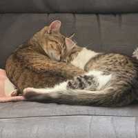 Photo of Amber & Tiger ^^Dandy Cat Rescue^^