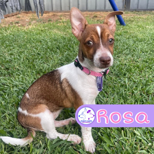 Photo of Rosa