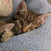 Photo of Motley ^^Dandy Cat Rescue^^