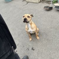 Photo of Honey
